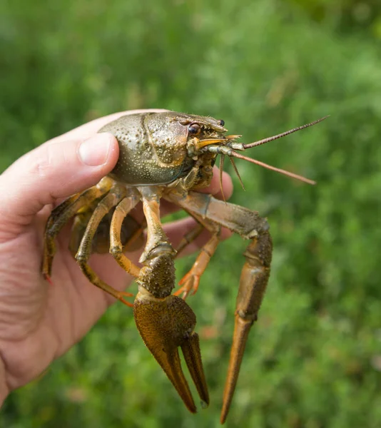 Crayfish Tangan Pada Latar Belakang Hijau Rumput — Stok Foto