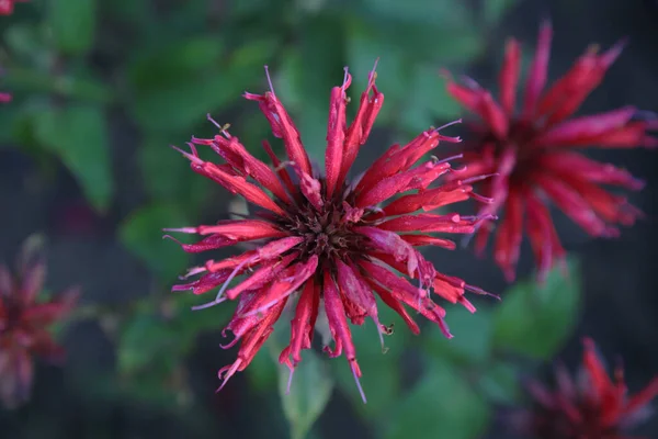 Monarda Didyma Flor Vermelha Closeup Fundo Verde — Fotografia de Stock