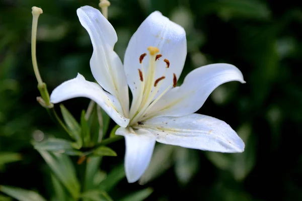 Flor Lírio Branco Fundo Verde — Fotografia de Stock