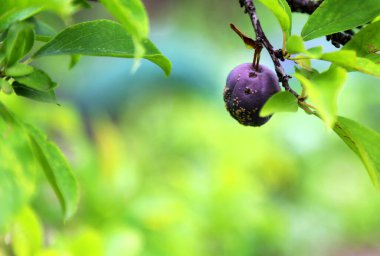 Bayat bir erik dalda asılı.