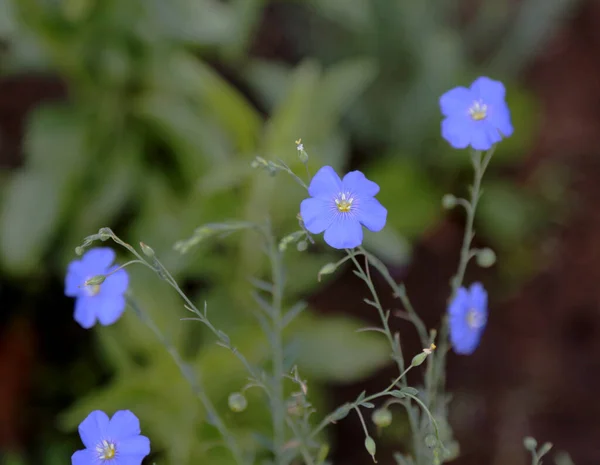 Kukat Sininen Pellava Vihreällä Taustalla — kuvapankkivalokuva