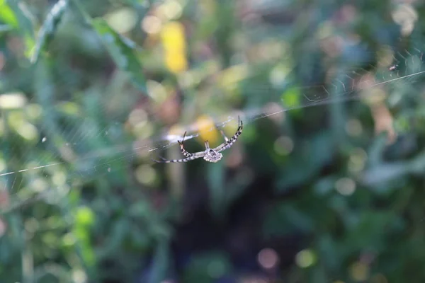 Örümcek Ağındaki Örümcek Yeşil Bir Arka Planda — Stok fotoğraf