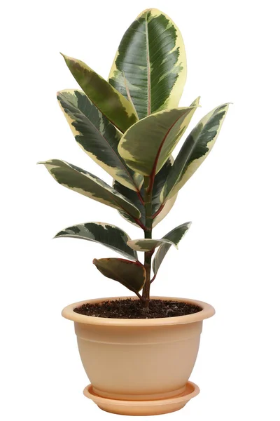 Ficus Rugalmas Virág Egy Virágcserép Fehér Alapon — Stock Fotó