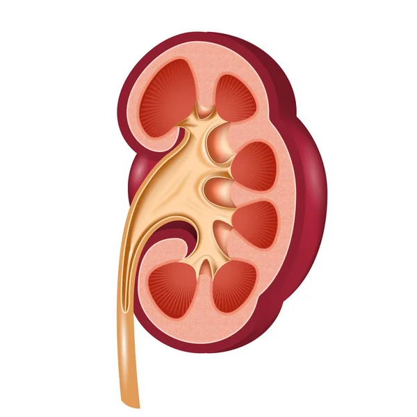 Anatomischer Schnitt der Niere - menschliches Organ im Schnitt — Stockvektor
