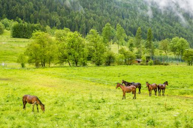 Atlar çayırda otluyor.