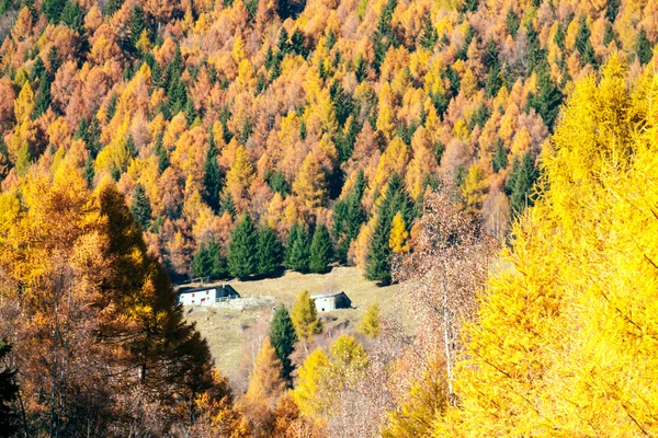 Höstligt skog visar sin färg i de italienska Alperna-Mountain — Stockfoto