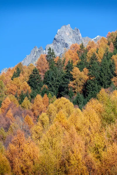 Herfst bos toont de kleur in de Italiaanse Alpen berg VN — Stockfoto