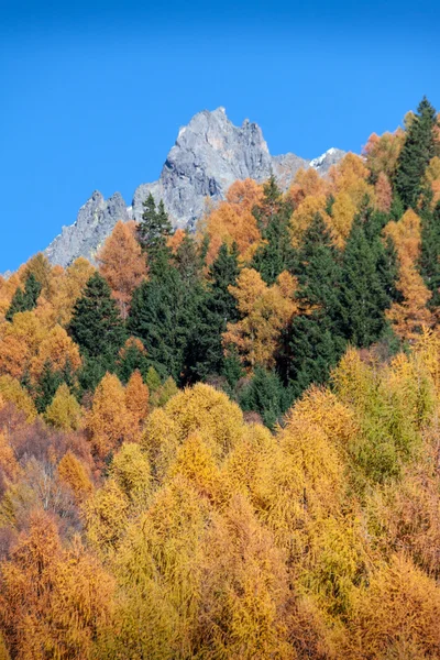 Herfst bos toont de kleur in de Italiaanse Alpen berg VN — Stockfoto
