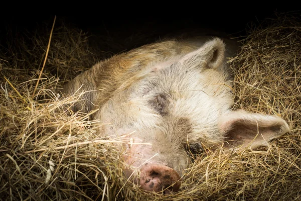 Pig is sleeping in a sanctuary for freed animals