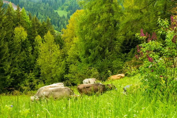 Kor betar på en äng i en skog scen — Stockfoto