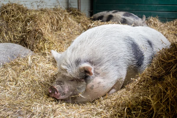 Ücretsiz domuz uyku — Stok fotoğraf