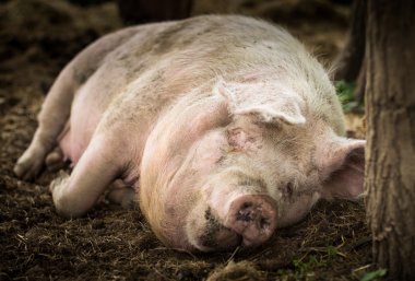 Domuz için bırakılmış hayvan kutsal uyuyor