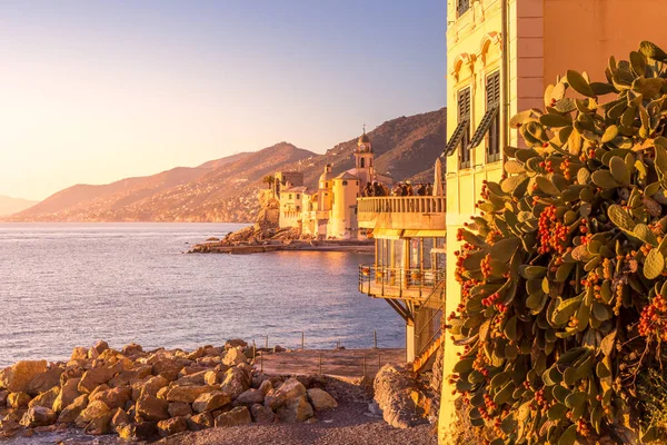 Kaktusfeige an der Mittelmeerküste in Camogli, in der Nähe von Genua — Stockfoto