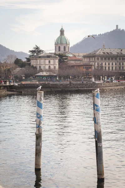 Duas gaivotas estão descansando em pilares na frente da paisagem urbana de Como — Fotografia de Stock