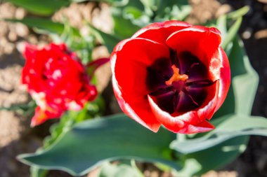 Yukarıdan gelen kırmızı lale çiçeği