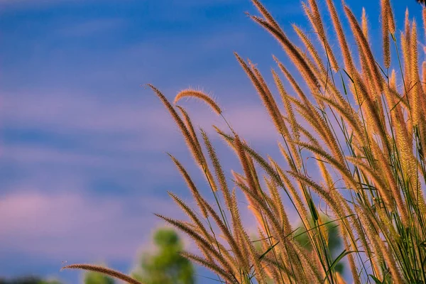 Gramineae tráva v oblasti na pozadí modré oblohy — Stock fotografie