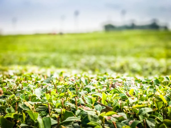 Tea farming nell "isola di Jeju, Corea del Sud — Foto Stock