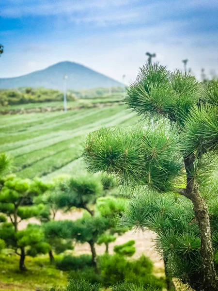 Cultivo de té verde en Jeju, Corea del Sur con fondo de montaña —  Fotos de Stock