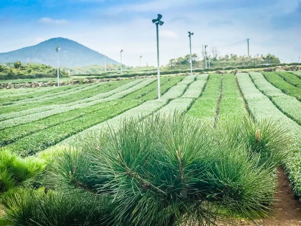 Lavoura de chá verde em Jeju, Coréia do Sul com fundo de montanha — Fotografia de Stock