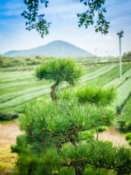 Pine tree in tea farm with mountain background