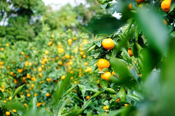 Πορτοκαλί αγρόκτημα Tangerine στο νησί jeju, Νότια Κορέα — Φωτογραφία Αρχείου