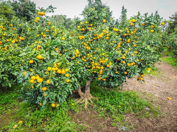 Πορτοκαλί αγρόκτημα Tangerine στο νησί jeju, Νότια Κορέα — Φωτογραφία Αρχείου