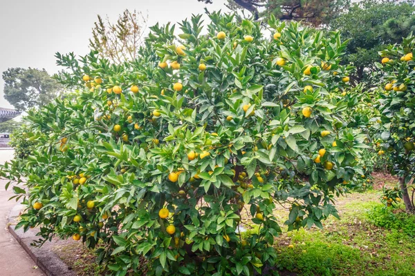 Granja de naranja de mandarina en la isla de Jeju, Corea del Sur —  Fotos de Stock