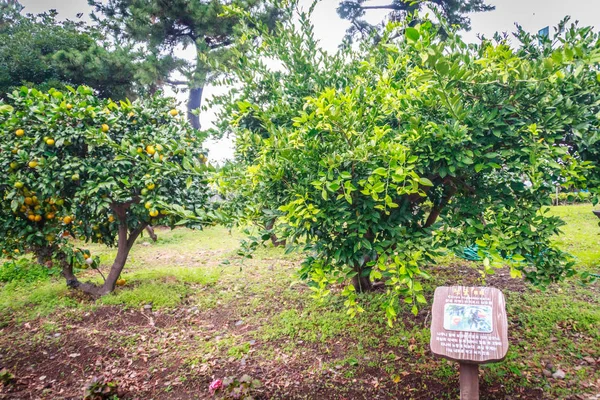 Mandarinková pomerančová farma na jeju, Jižní Korea — Stock fotografie