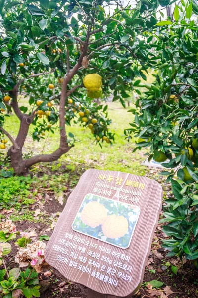 Pomarańczowa farma mandarynkowa na wyspie Jeju, Korea Południowa — Zdjęcie stockowe