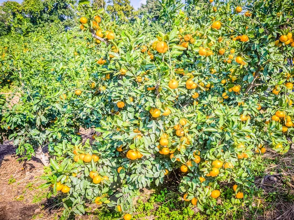 Πορτοκαλί αγρόκτημα Tangerine στο νησί jeju, Νότια Κορέα — Φωτογραφία Αρχείου
