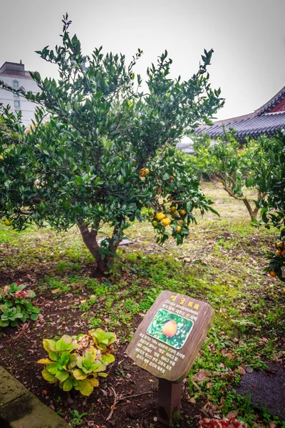 Pomarańczowa farma mandarynkowa na wyspie Jeju, Korea Południowa — Zdjęcie stockowe