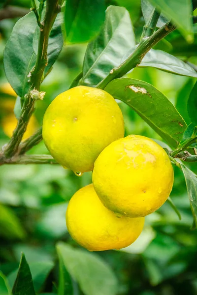 Κοντινό πλάνο μεγάλη Πορτοκαλί Tangerine φρούτα σε πορτοκαλί αγρόκτημα στο Jeju Ισλαν — Φωτογραφία Αρχείου