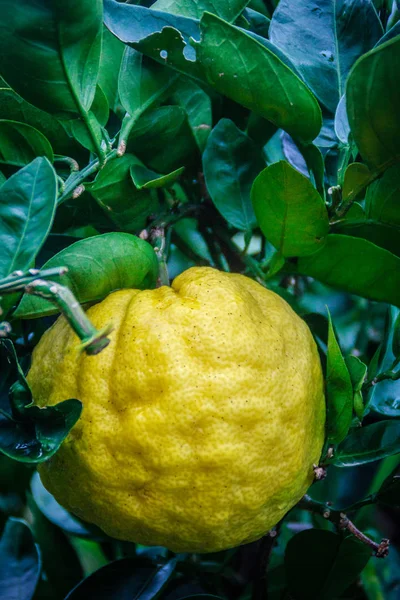 Κοντινό πλάνο μεγάλη Πορτοκαλί Tangerine φρούτα σε πορτοκαλί αγρόκτημα στο νησί Jeju — Φωτογραφία Αρχείου