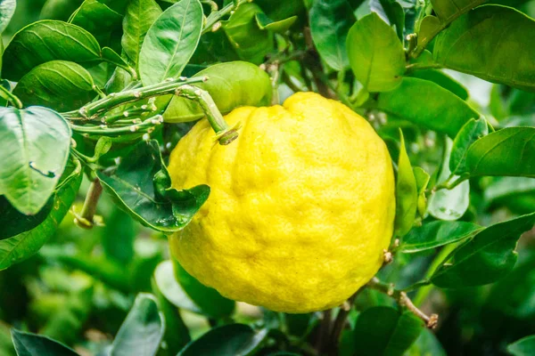 Κοντινό πλάνο μεγάλη Πορτοκαλί Tangerine φρούτα σε πορτοκαλί αγρόκτημα στο νησί Jeju — Φωτογραφία Αρχείου