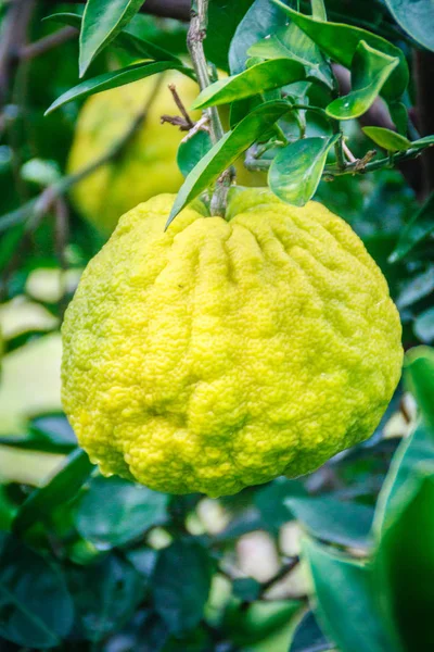 Κοντινό πλάνο μεγάλη Πορτοκαλί Tangerine φρούτα σε πορτοκαλί αγρόκτημα στο νησί Jeju — Φωτογραφία Αρχείου