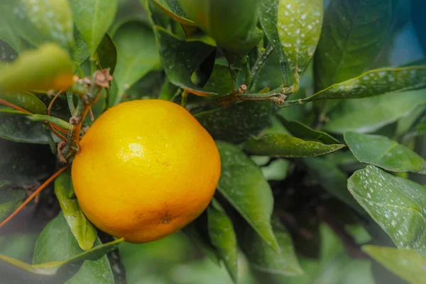 Κοντινό πλάνο μεγάλη Πορτοκαλί Tangerine φρούτα σε πορτοκαλί αγρόκτημα στο νησί Jeju — Φωτογραφία Αρχείου