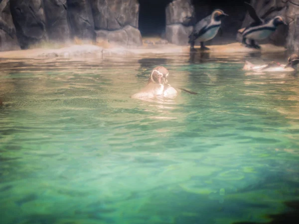 Pinguïns in Jeju aquarium op Jeju eiland, Zuid-Korea — Stockfoto