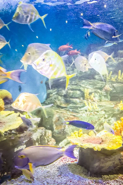 Poissons dans l'aquarium de Jeju sur l'île de Jeju, Corée du Sud — Photo