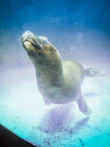 Delizioso sigillo all'acquario Jeju sull'isola di Jeju, Corea del Sud — Foto Stock