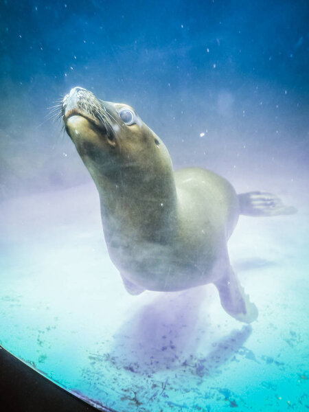 Lovely seal at Jeju aquarium on Jeju Island, South Korea