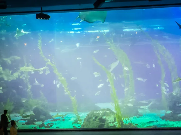 Fishes in Jeju aquarium on Jeju Island, South Korea — Stock Photo, Image