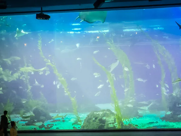 Peixes em Jeju aquarium on Jeju Island, Coreia do Sul — Fotografia de Stock