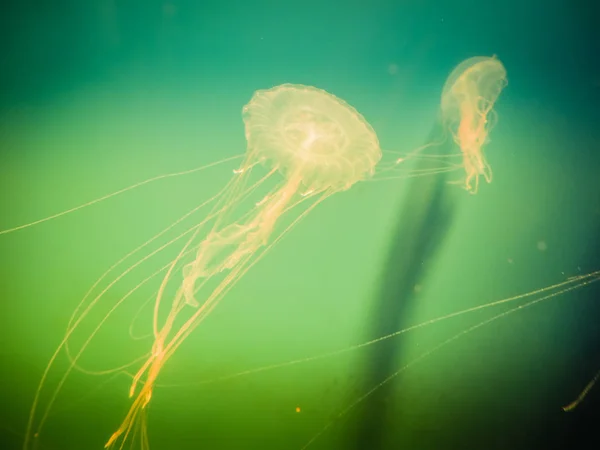 Медузы в аквариуме Чеджу на острове Чеджу, Южная Корея — стоковое фото