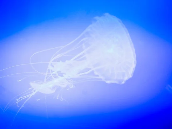 Jellyfish in Jeju aquarium on Jeju Island, South Korea — Stock Photo, Image