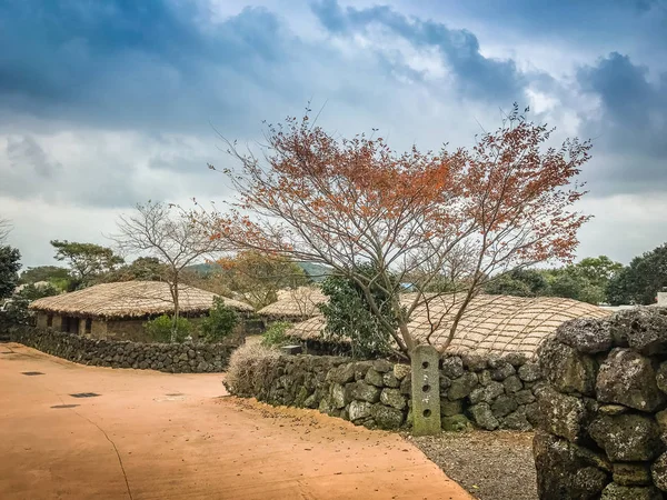 Czerwony klon drzew w Seongeup Folk Village, Wyspa Czedżu, Korea — Zdjęcie stockowe