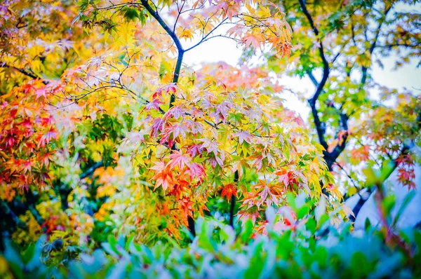 Listy javoru červeného v dešti v Hallaan národním parku, Jeju — Stock fotografie