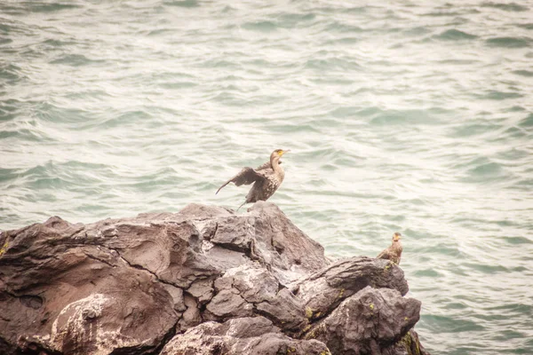 View of birds live in the famous tourist attraction in Jeju