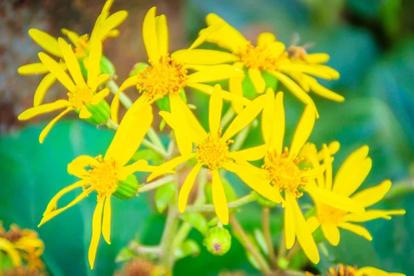 在济州的步行街上生长着未知的黄色花朵 — 图库照片