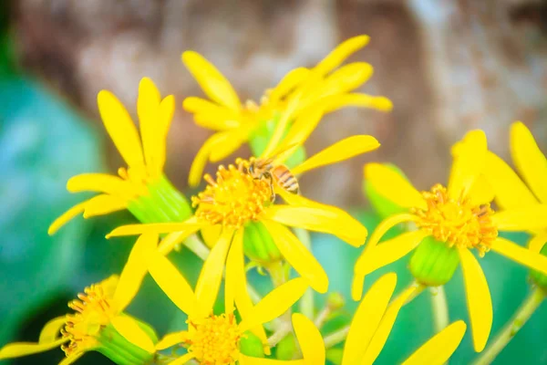 Okänd gula blommor som växer på walking street i Jeju — Stockfoto