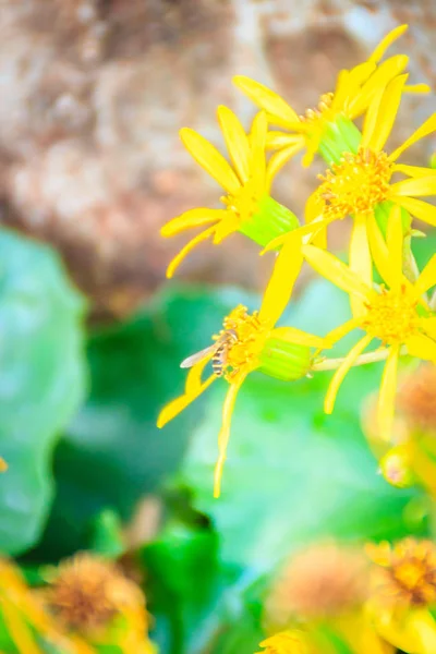 Okänd gula blommor som växer på walking street i Jeju — Stockfoto